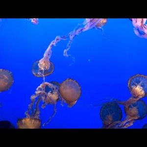 Meet your Posher, Anne